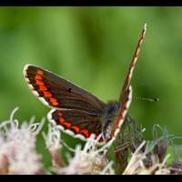 photograph of Aricia agestis