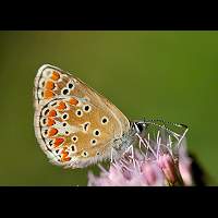 photograph of Aricia agestis