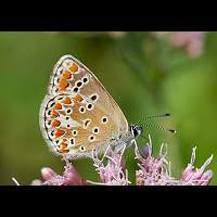 photograph of Aricia agestis