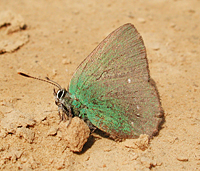 photograph of Callophrys rubi