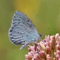 photograph of Holly Blue