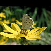 photograph of Celastrina argiolus