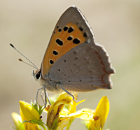 photo of Small Copper