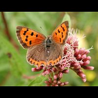 foto Lycaena phlaeas