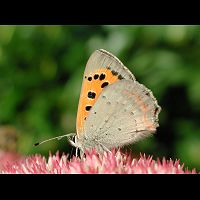 photograph of Small Copper