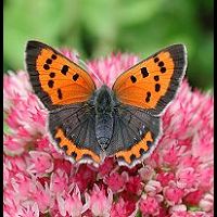 photograph Lycaena phlaeas