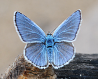 photograph of Common Blue