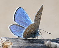 photograph of Common Blue