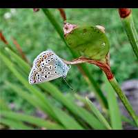 photograph of Polyommatus icarus