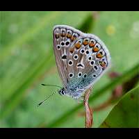 foto Polyommatus icarus