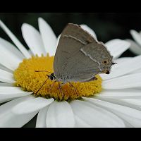 photograph of Purple Hairstreak