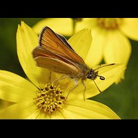 photograph of Essex Skipper