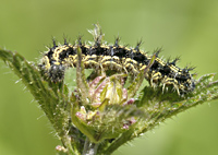 foto van de dagvlinder de kleine vos rups