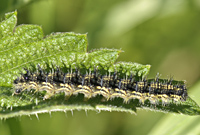 foto van de kleine vos rups