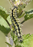 photograph of Small Tortoiseshell caterpillar