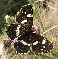 photograph of Araschnia levana, Map butterfly