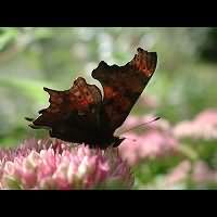 photograph of the Comma