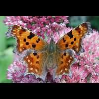 Photograph Polygonia c-album