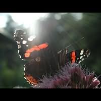 photograph of Vanessa atalanta