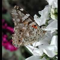 photograph of Vanessa cardui