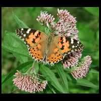 photograph of Painted Lady