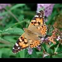 foto Vanessa cardui