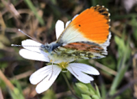 photograph of Orange Tip