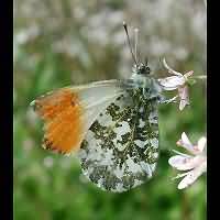 foto Anthocharis cardamines