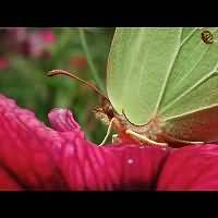 photograph of Brimstone