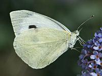 photograph of Pieris brassicae