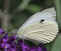 photograph of Pieris brassicae