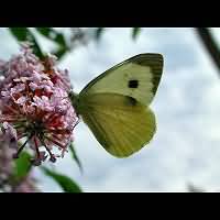 photograph of Large White