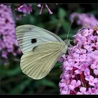 foto Pieris brassicae