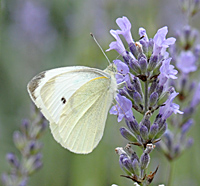 foto Pieris rapae