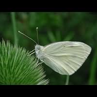 photograph of Pieris rapae