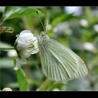 photograph of Small White