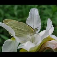 photograph of Small White