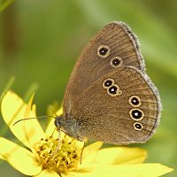 photograph of Aphantopus hyperantus