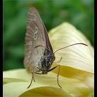 photograph of Ringlet