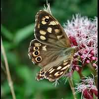 photograph of Speckled Wood