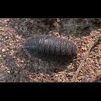 picture Common Rough Woodlouse