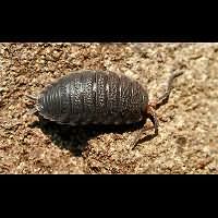 picture Porcellio scaber