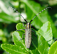 picture of Agapanthia villosoviridescens above view