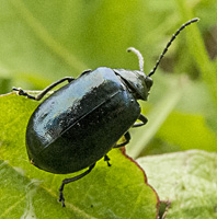 foto van Elzenhaantje, Agelastica alni