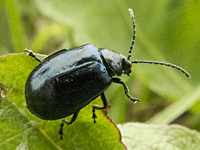 picture of Alder Leaf Beetle, Agelastica alni