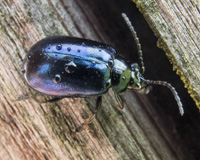 foto van Elzenhaantje, Agelastica alni