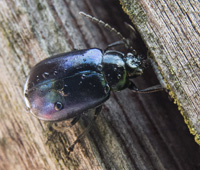 foto van Elzenhaantje, Agelastica alni