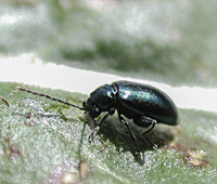 picture of Altica oleracea, Altica oleracea