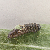 picture of Altica oleracea, Altica oleracea