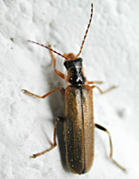 foto van soldaatje Cantharis decipiens)